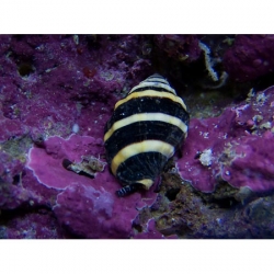 Улитка-пчелка (Pusiotoma sp.)